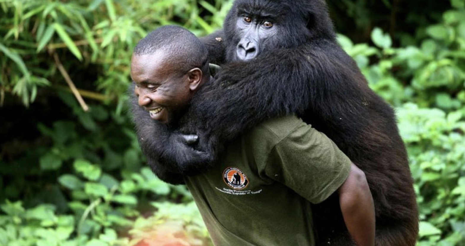 virunga.png